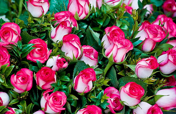 white-and-pink roses, rose, flowers, bouquet, chicly, beautifully, HD wallpaper