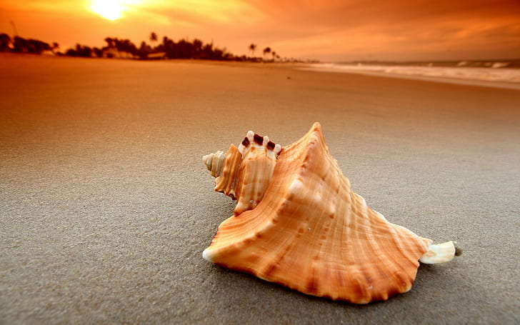 Coquille sur la plage, coquille de conque orange et blanche, plages, 2560x1600, coquille, coucher de soleil, sable, Fond d'écran HD