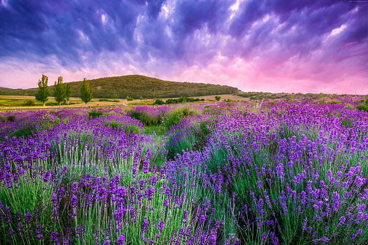 mountain, lavender, France, Provence, 4K, field, sky, Europe, HD wallpaper