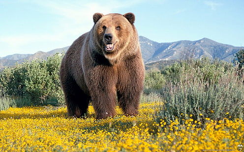 Медведь Гризли Медведь HD, бурый медведь гризли, животные, медведь, гризли, HD обои HD wallpaper