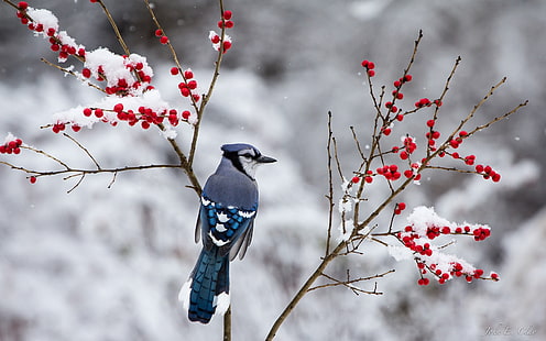 Inverno, uccello blu, neve, ramoscelli, bacche rosse, inverno, blu, uccello, neve, ramoscelli, rosso, bacche, Sfondo HD HD wallpaper
