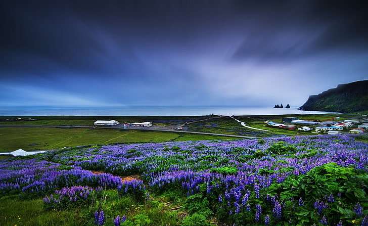 Blumenfeld nahe bei Meer, purpurrotes Blumenfeld, Natur, Strand, Blume, Feld, folgend, HD-Hintergrundbild