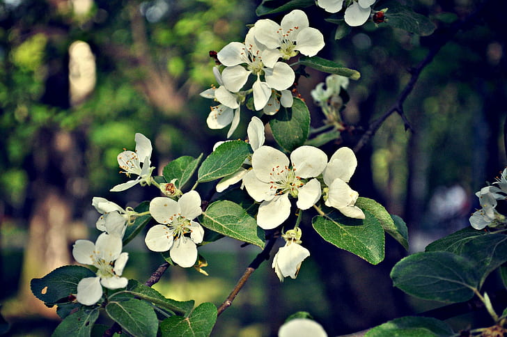 Molla di melo, fiori bianchi, fiore, melo, Sfondo HD