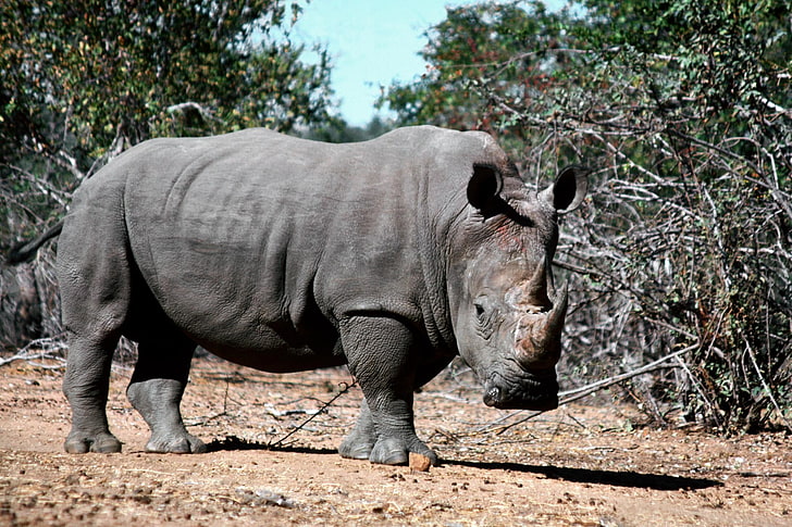 gray rhinoceros, rhino, grass, dirt, shade, HD wallpaper