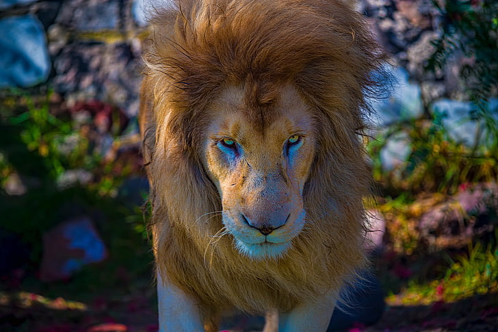 león marrón, león, depredador, hocico, gato grande, Fondo de pantalla HD