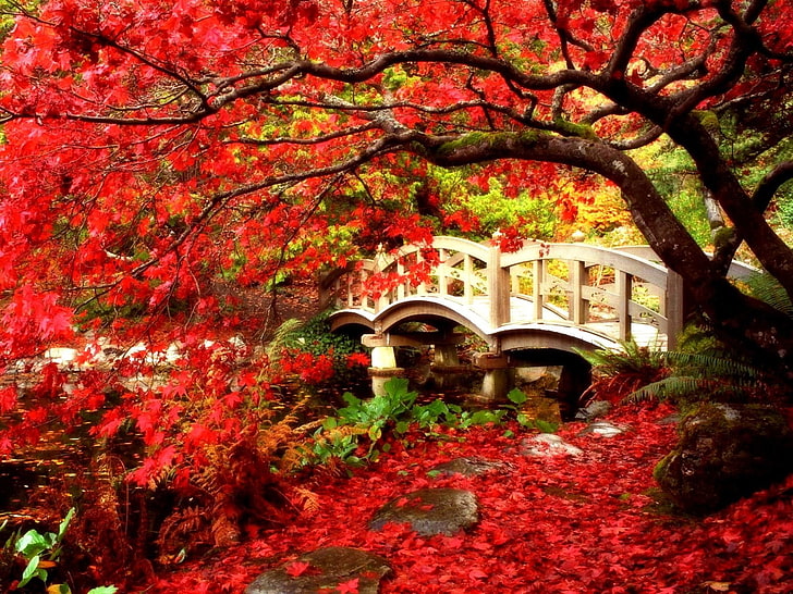 Jembatan, Jembatan, Artistik, British Columbia, Kanada, Musim Gugur, Dedaunan, Taman, Taman Jepang, Daun, Pohon Maple, Merah, Pohon, Wallpaper HD