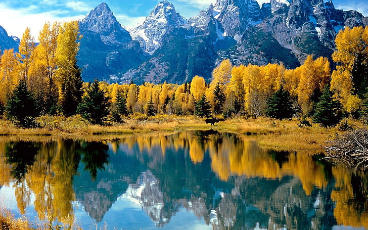 Wood Lake Trees Autumn National Park Wyoming Ultra 2560×1600 Hd Wallpaper 6848, HD wallpaper