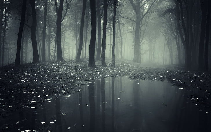 ป่าแอ่งน้ำต้นไม้ธรรมชาติ, วอลล์เปเปอร์ HD