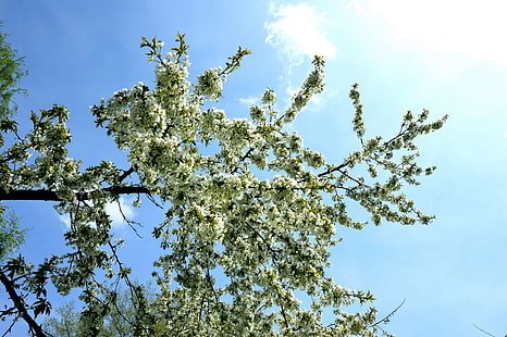 Drzewa, Kwiaty, Natura, Przyroda, Wiosna, HD-Hintergrundbild HD wallpaper