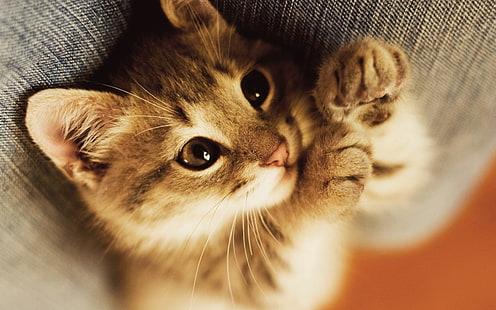 ลูกแมวสีน้ำตาลแมวลูกแมวสัตว์เลี้ยงลูกด้วยนม, วอลล์เปเปอร์ HD HD wallpaper