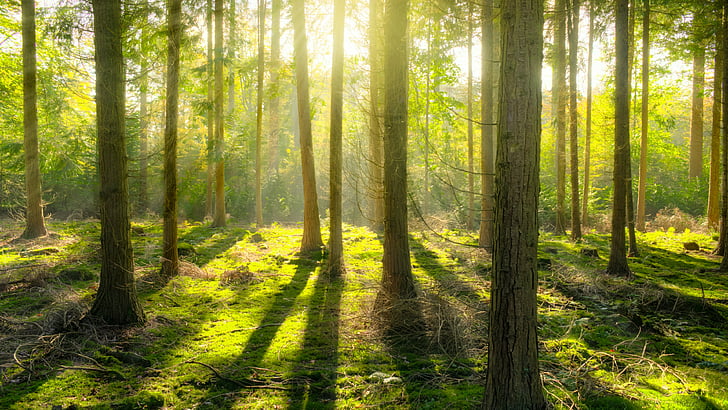 森林、森林、自然、生態系、森、植生、木、日光、林業、荒野、太陽の光、トウヒのモミの森、環境、 HDデスクトップの壁紙