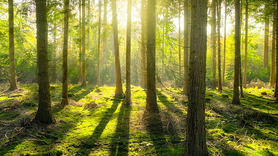 ป่า, ป่าไม้, ธรรมชาติ, ระบบนิเวศ, ป่า, พืชพันธุ์, ต้นไม้, แสงแดด, ป่าไม้, ความเป็นป่า, แสงแดด, ป่าต้นสน, สิ่งแวดล้อม, วอลล์เปเปอร์ HD HD wallpaper