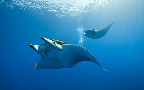 ถ่ายภาพธรรมชาติทะเลน้ำใต้น้ำสัตว์แสงแดดกระเบนราหู, วอลล์เปเปอร์ HD HD wallpaper