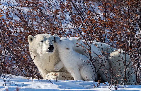 животни, сняг, природа, полярни мечки, бебета животни, зима, HD тапет HD wallpaper