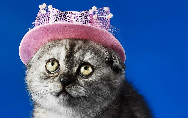 *** Very Fashionable Cat ***, cats, fashionable, animals, animal, HD wallpaper