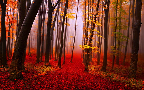 Höstens skogsstig Träd Dimma Hösten Gula Och Röda Löv Natur Landskap Tapet Hd 3840 × 2400, HD tapet HD wallpaper