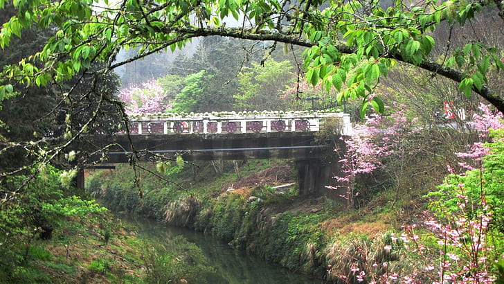 مشهد ، جسر خرساني أبيض ورمادي ، غابة ، شجرة ، جسر ، مشهد ، طبيعة ومناظر طبيعية، خلفية HD