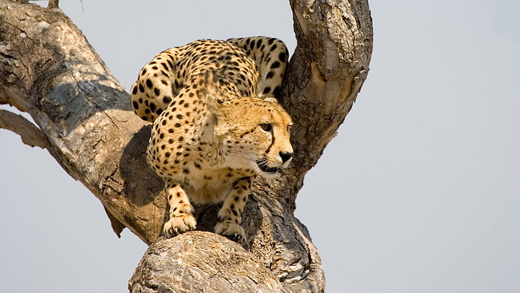 leopard, fur, big cat, feline, cheetah, predator, vertebrate, animal skin, animal, cat, mammal, wildlife, wild, black, HD wallpaper