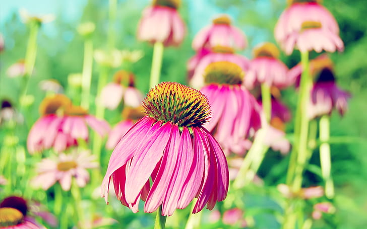 보라색 Coneflower HD, 노란색 꽃가루, 꽃, 보라색, coneflower 핑크 꽃잎 꽃, HD 배경 화면