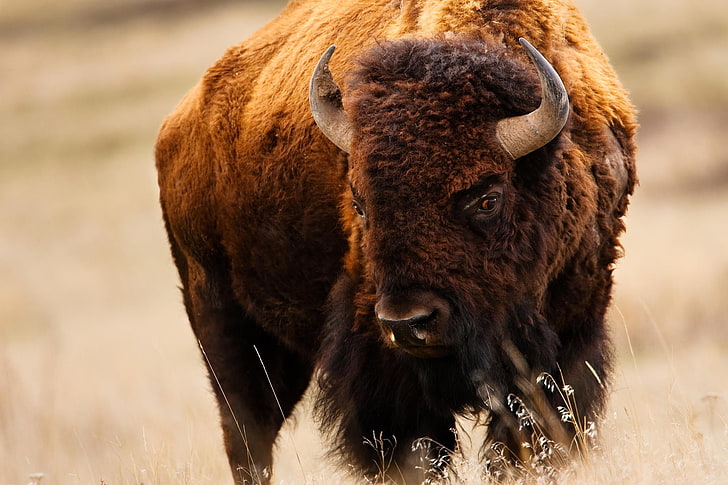 brauner und schwarzer Pelzmantel, Bison, amerikanischer Büffel, HD-Hintergrundbild