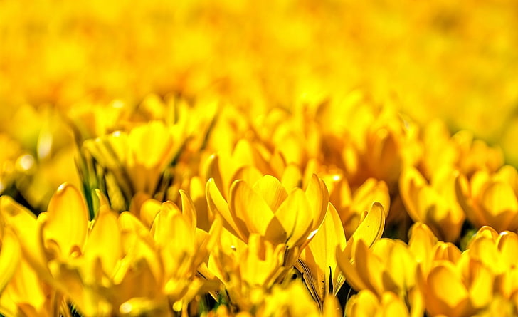 Yellow Tulips, Nature, Flowers, Tulips, Beautiful, Yellow, Spring, Color, Leaves, Field, Background, Fresh, Outdoor, Season, Blossoming, Beauty, Bloom, Daylight, Outside, botany, Natural, Springtime, floral, flora, Herbs, HD wallpaper