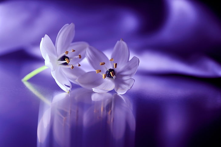 white petaled flowers, flowers, white flowers, snowdrops, closeup, reflection, HD wallpaper