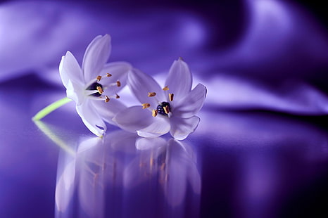 weiße Blütenblätter, Blumen, weiße Blumen, Schneeglöckchen, Nahaufnahme, Reflexion, HD-Hintergrundbild HD wallpaper