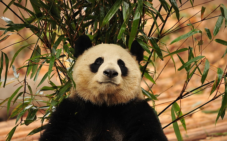panda ours en bambou-Fond d'écran HD photo animal, animal panda, Fond d'écran HD