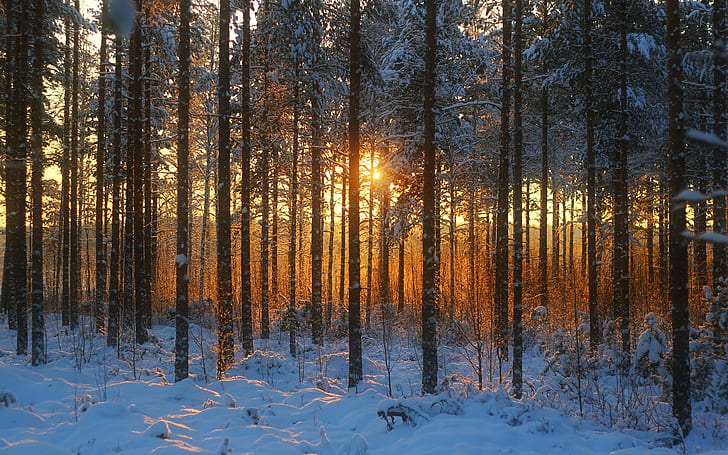 Kış orman, gün batımı, kar, ağaçlar, kış, orman, gün batımı, kar, ağaçlar, HD masaüstü duvar kağıdı