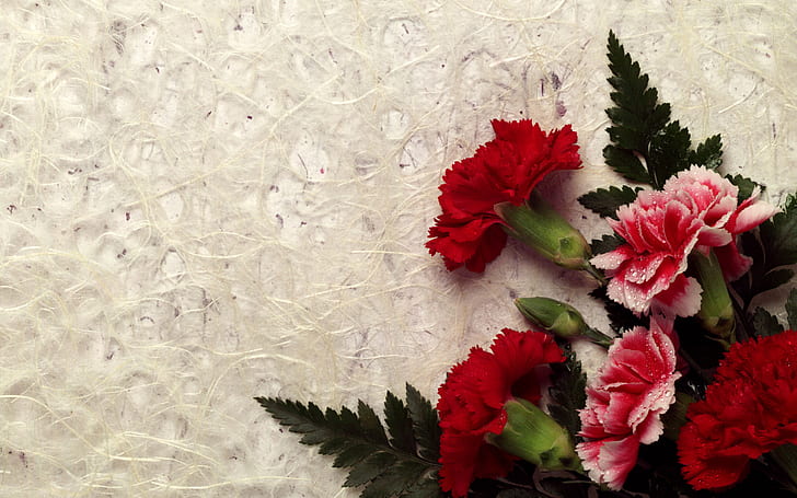 Carnation Decor HD, kwiaty, dekoracje, goździk, Tapety HD