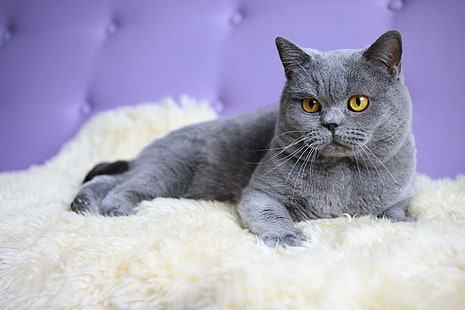 Shorthair Kitten, shorthair, rusia blue, kitten, sweet, animal, tender, animals, Wallpaper HD HD wallpaper