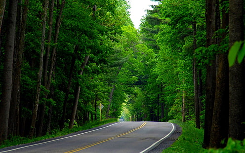 Green Forest Road, bosque, refrescante, verde, carretera, 3d y abstracto, Fondo de pantalla HD HD wallpaper