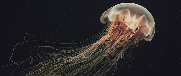 jellyfish, HD wallpaper