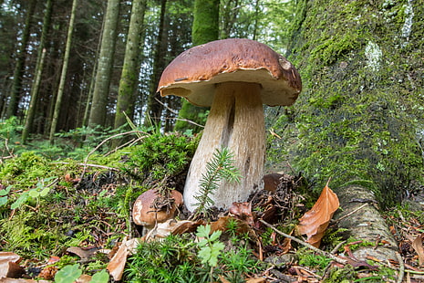 mushroom, nature, HD wallpaper HD wallpaper