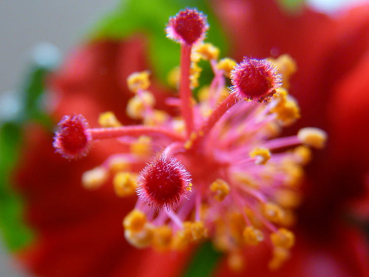 red hibiscus pistil selective focus photo, hibiscus, Hibiscus, red, pistil, selective focus, photo, Flower, Pollen, Kadamtala, Partha, Sahana, Howrah, Garden, Macro, nature, plant, close-up, flower Head, HD wallpaper