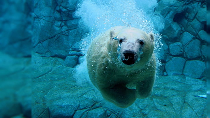 fauna, bajo el agua, osos polares, Fondo de pantalla HD