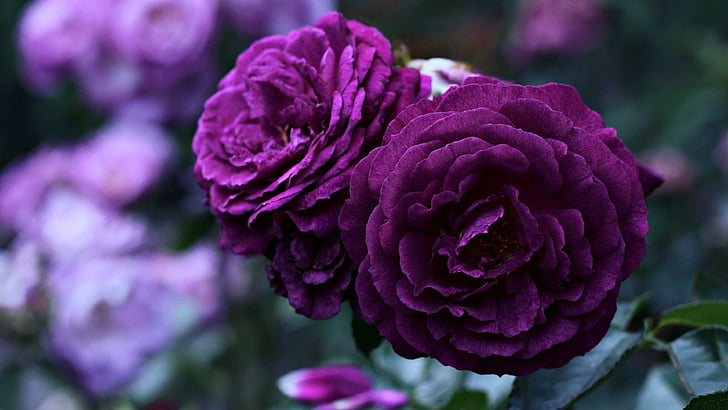flower, rose, purple roses, garden, blooming, blossom, rosa centifolia, plant, garden roses, violet, flora, petal, roses, HD wallpaper