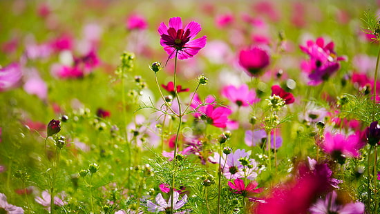ピンクの花びらの花クローズアップ写真、新竹、新竹、自然、夏、花、植物、ピンク色、草原、屋外、紫、 HDデスクトップの壁紙 HD wallpaper