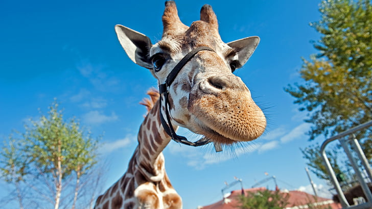 Giraffenporträt, Giraffe, Berolina Circus, Berlin, Deutschland, blauer Himmel, Zirkus, lustig, Nahaufnahme, Tourismus, HD-Hintergrundbild