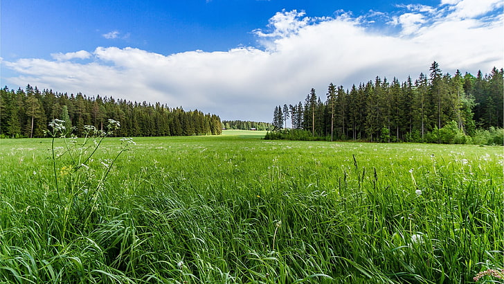ทุ่งหญ้าทุ่งหญ้าฟิลด์หญ้าหญ้าท้องฟ้าสีเขียว, วอลล์เปเปอร์ HD