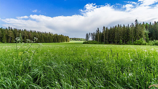 gräsmark, äng, fält, gräsbevuxen, gräs, himmel, grön, HD tapet HD wallpaper
