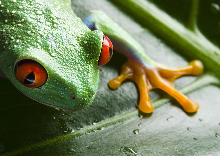 зелена и кафява жаба, жаба, лист, капка, едър план, HD тапет