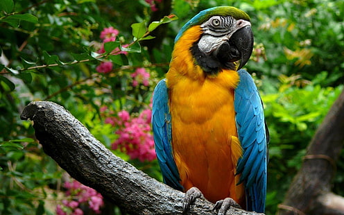 Animals Bird Parrot Macaw Wallpaper 3840×2400, HD wallpaper HD wallpaper