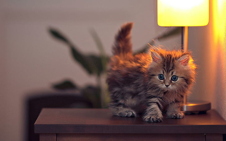 かわいいキティ、足、素敵な、ランプ、美しい、動物、猫の顔、甘い、かわいい、美しさ、ランプ、猫、猫の目、顔、 HDデスクトップの壁紙