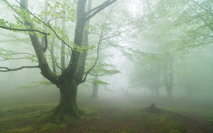 skog med dimma, skog, HD tapet