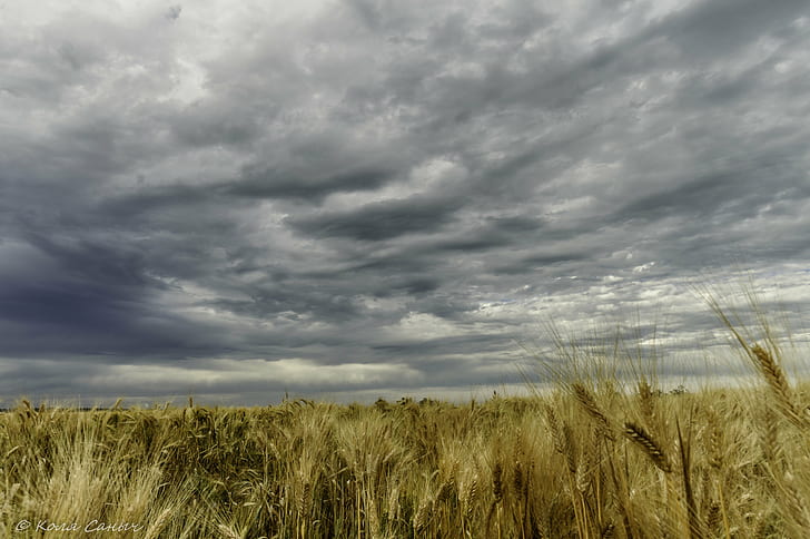 campo de grama marrom sob nuvens stratus, trigo, trigo, agricultura, natureza, cena rural, céu, campo, trigo, cereal Planta, fazenda, colheita, verão, nuvem - céu, ao ar livre, amarelo, crescimento, maduro, comida, HD papel de parede