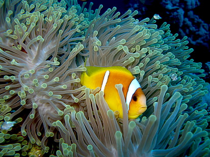 Clown Fish on coral reefs, anemonefish, anemonefish, Red Sea, Anemonefish, Clown Fish, Fish on, coral reefs, underwater, dive, diving, scuba, sea  anemone, clownfish, tauchen, unterwasser, meer, egypt, sea, nature, animal, reef, clown, blue, skunk Anemone Fish, HD wallpaper HD wallpaper