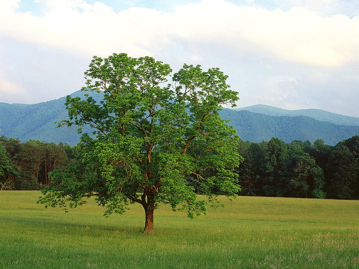 green leafed tree, tree, field, lonely, summer, branches, mountains, wood, HD wallpaper