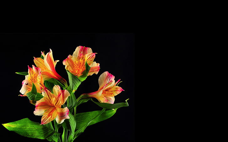 Lilies on black background, Lilies, Black, Background, HD wallpaper