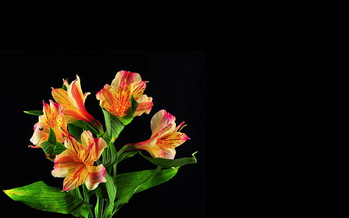 Lilien auf schwarzem Hintergrund, Lilien, Schwarzes, Hintergrund, HD-Hintergrundbild HD wallpaper